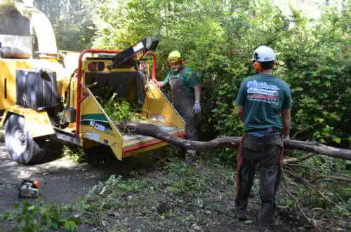 tree services Cornelia